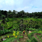 Rizi_res d'Amed à Bali