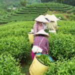 Cueilleuses de thé dans les plantations du Vietnam - voyage en famille organisé sur mesure par Soleïa Travel