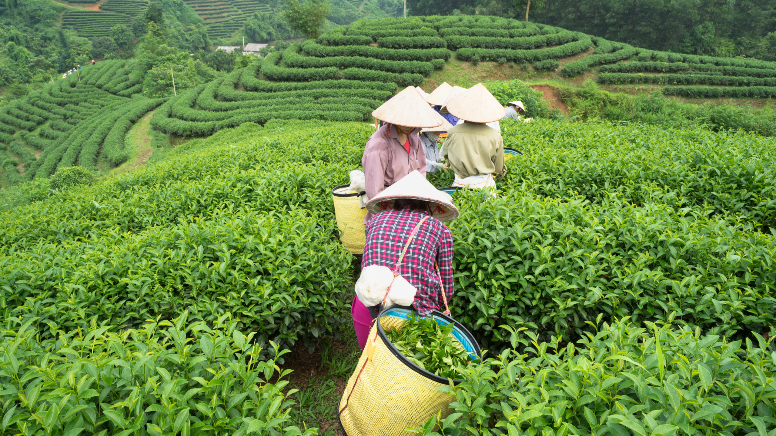 Cueilleuses de thé dans les plantations du Vietnam - voyage en famille organisé sur mesure par Soleïa Travel