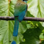 Costa Rica, motmot, oiseau, animal, nature, faune sauvage, aviaire